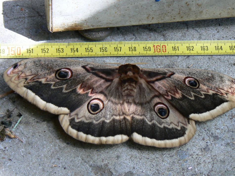 Saturnia pyri